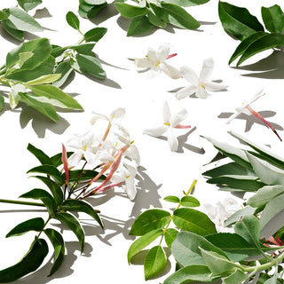 Jasmine flowers and sage