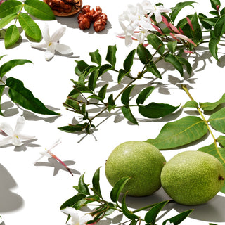 Arrangement of nuts, jasmine flowers and green walnuts