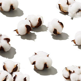 Arrangement of cotton flowers